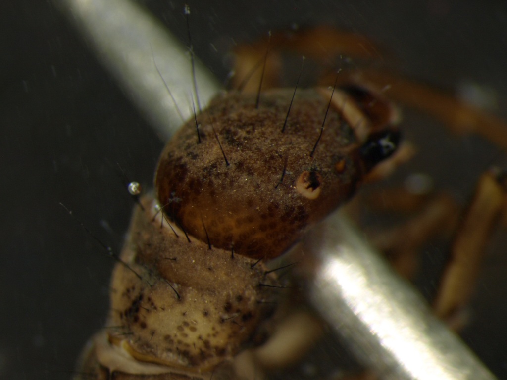 Potamophylax latipennis 1